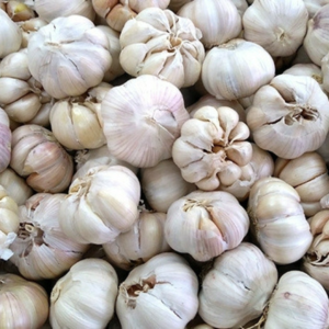 Bawang Putih Honan